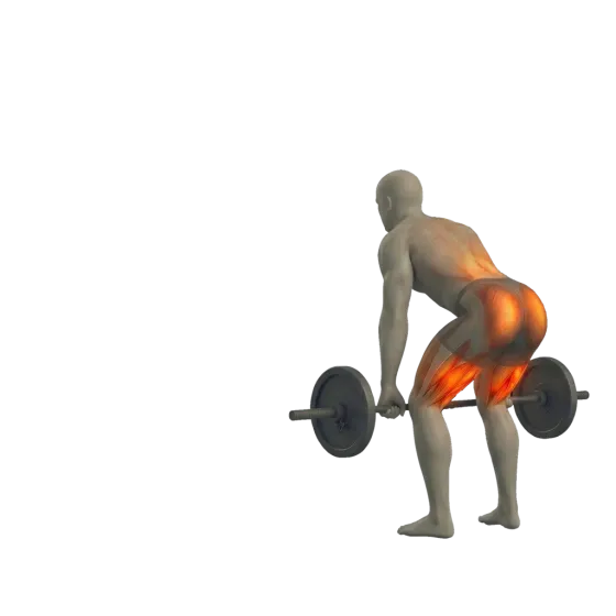 Conventional deadlift